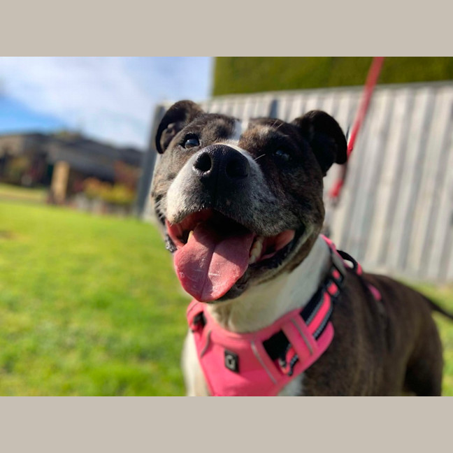 Photo of 🌷 Bonnie 5211 🌷