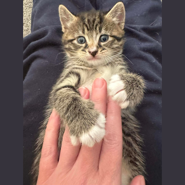 Photo of Yanni & Niko 