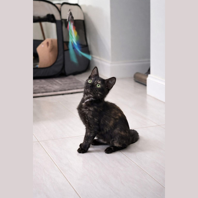 Photo of Chilli Bean
