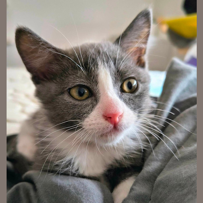 Photo of Possum 