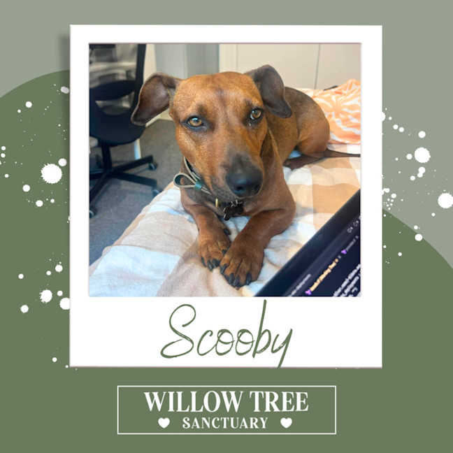 Photo of Scooby