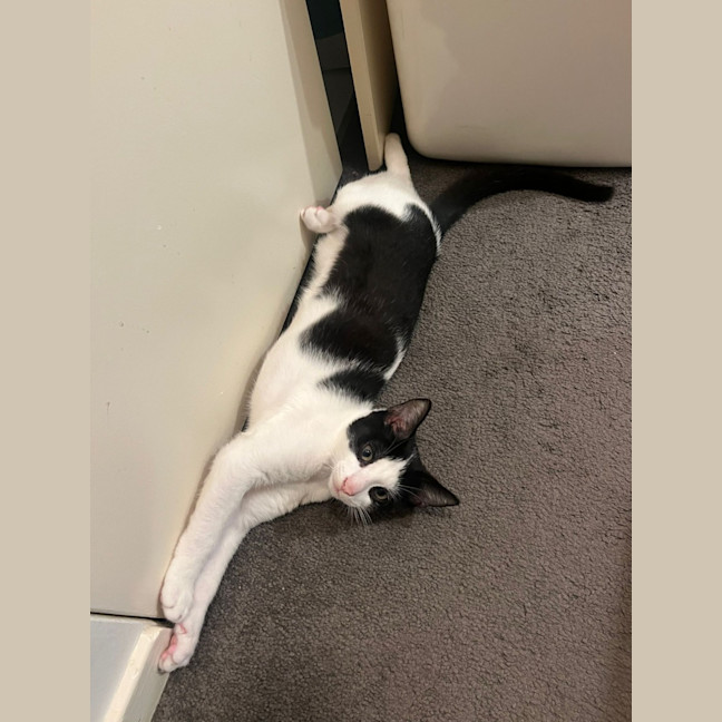 Photo of Hatchie