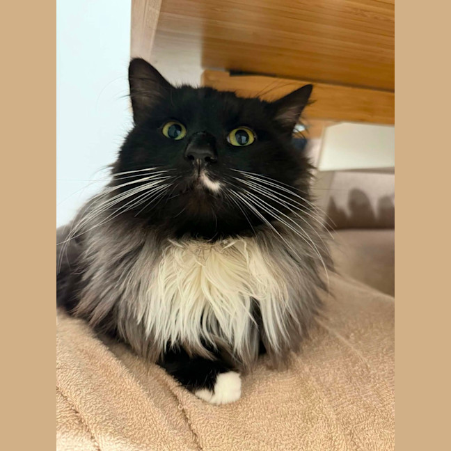 Photo of Radagast   In Foster Care In South Yarra