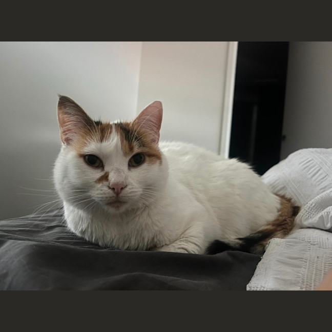 Photo of Bella   Located In Windsor