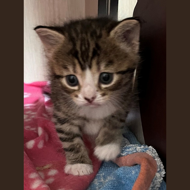 Photo of C1414 Pumpkin