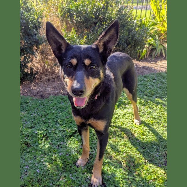 Photo of Pip