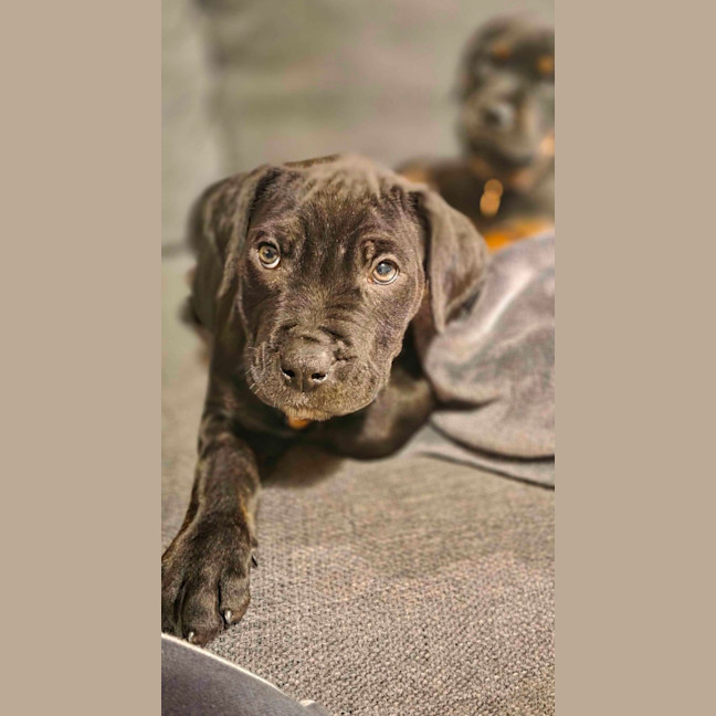Photo of Rocki