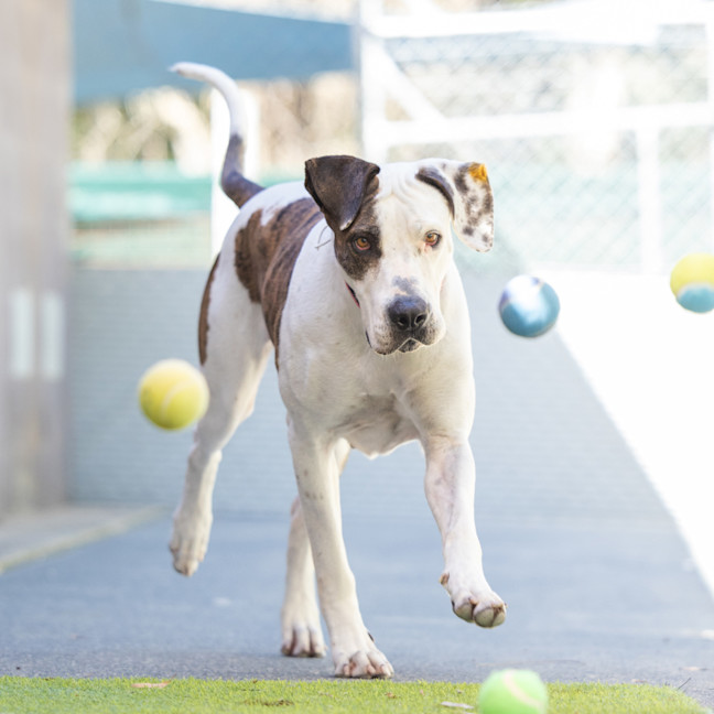 Photo of Roxy