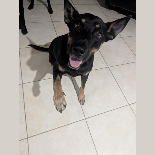 Photo of Ozzie