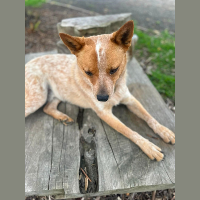Codger - Medium Male Australian Cattle Dog Mix Dog in VIC - PetRescue