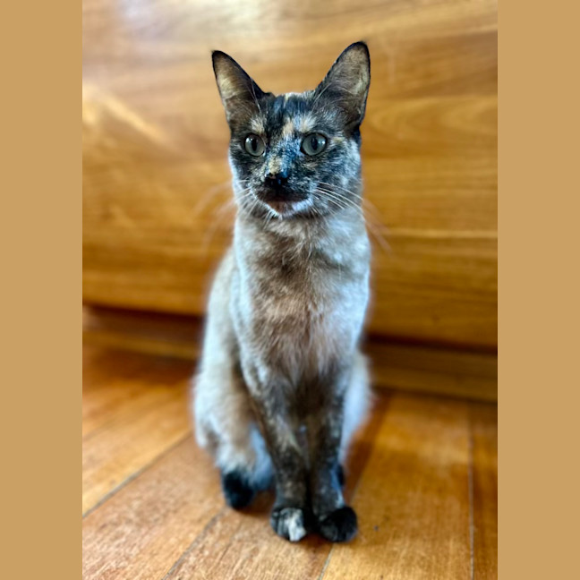 Photo of Paige   Located In Lower Plenty