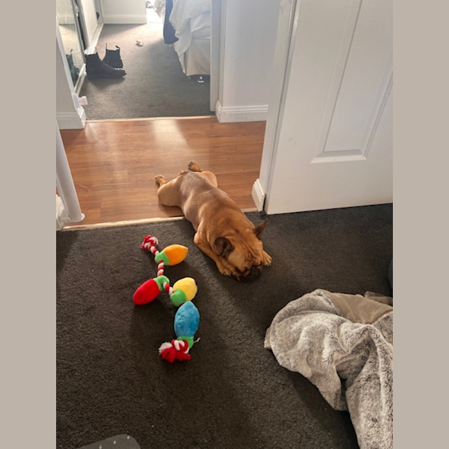 Photo of Buckley   3 Year Old French Bulldog