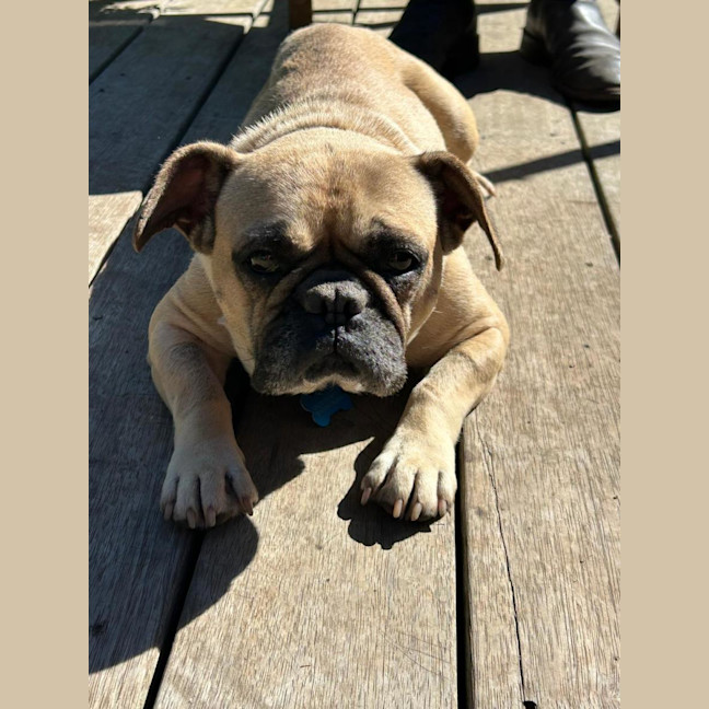 Photo of Josie