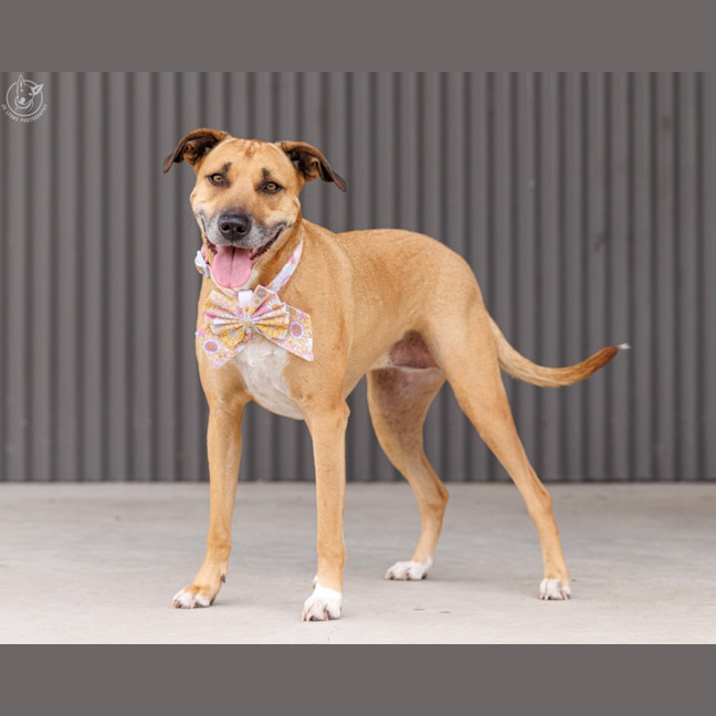 Photo of Gidget   6 Year Old Staffy X Mastiff