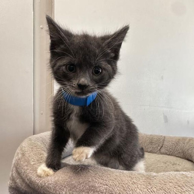 Photo of Lucky Blue
