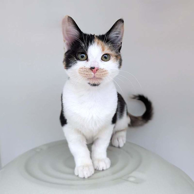 Photo of Tilly