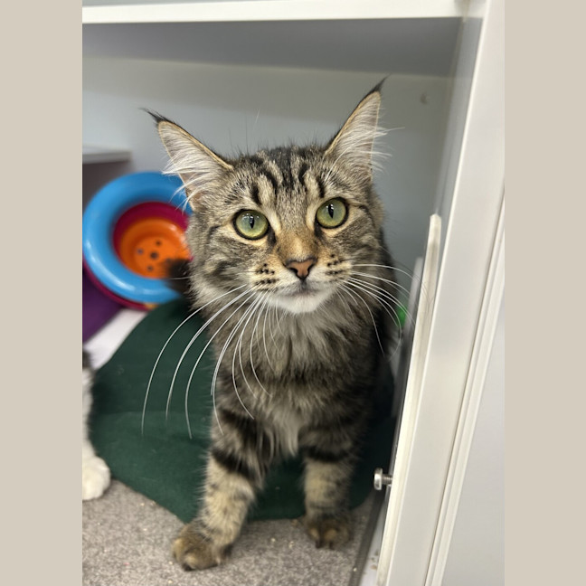 Photo of Shadow