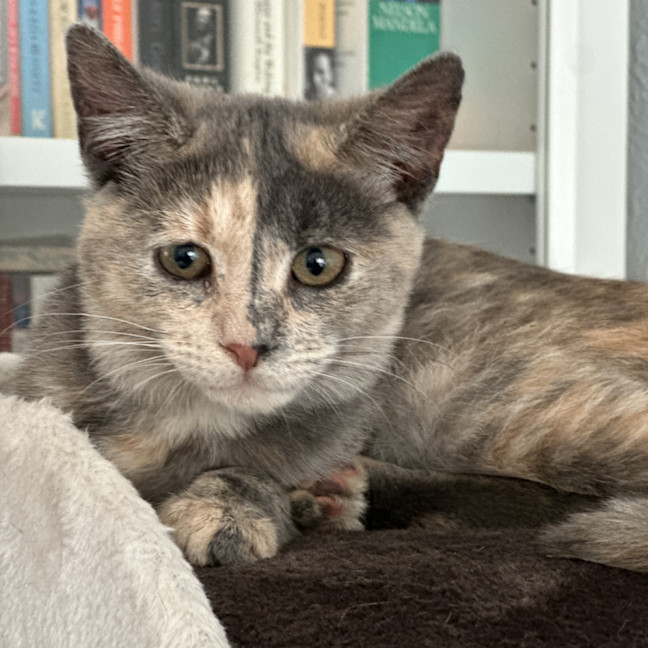 Photo of Stormy