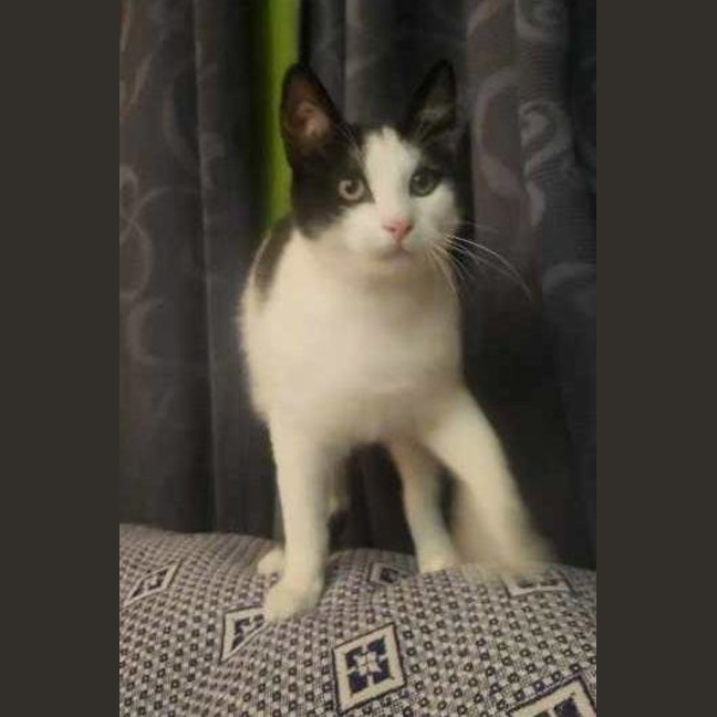 Photo of Pringle