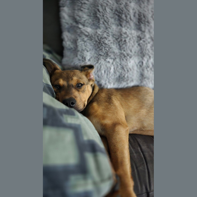Photo of Yankee 