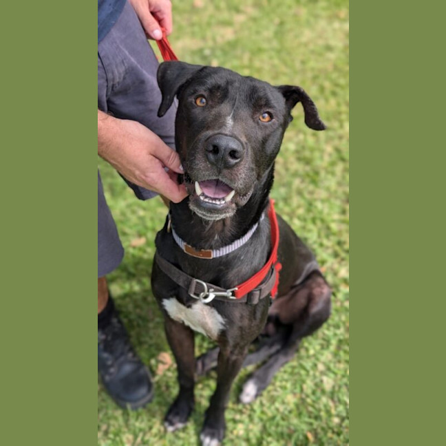 Photo of Cane