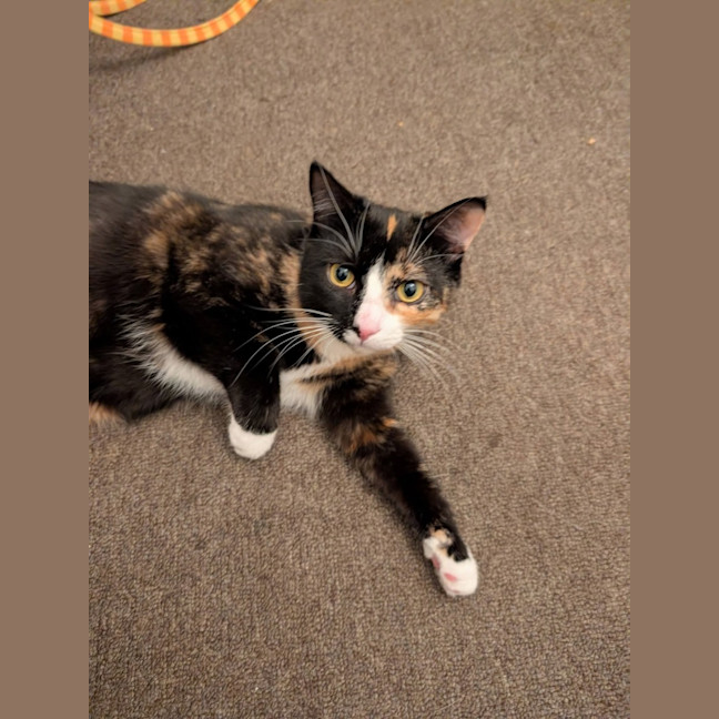 Photo of Jiji