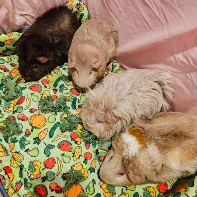 Photo of Gout Gout, Stewart, Scruff & Scratch(desexed Male)