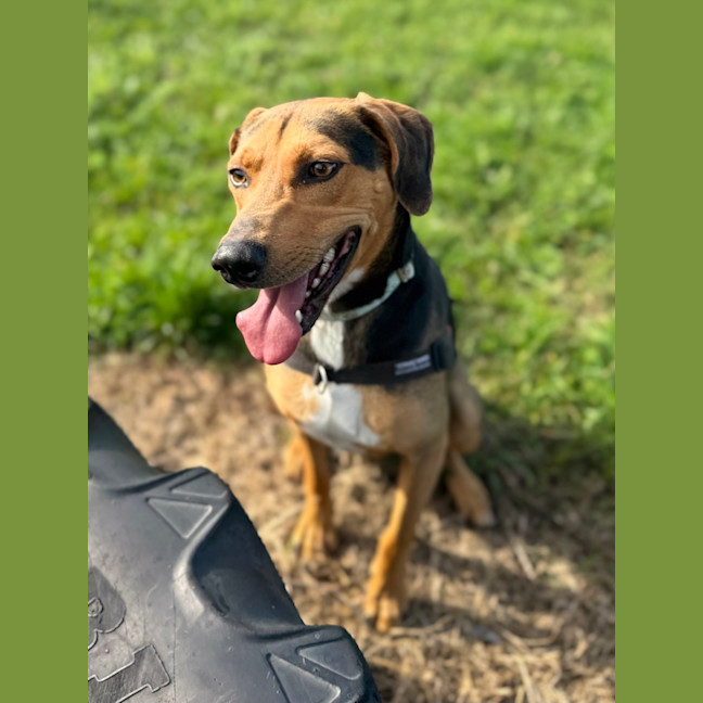 Photo of Scout