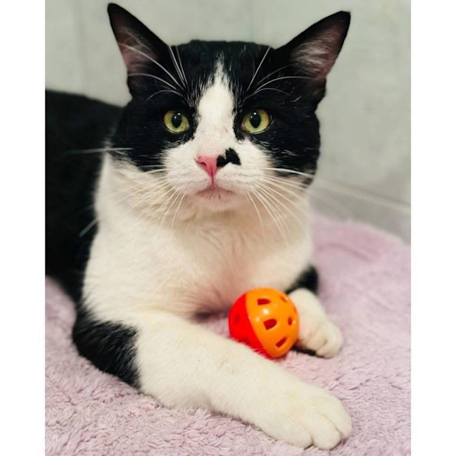 Photo of 12502   Spike