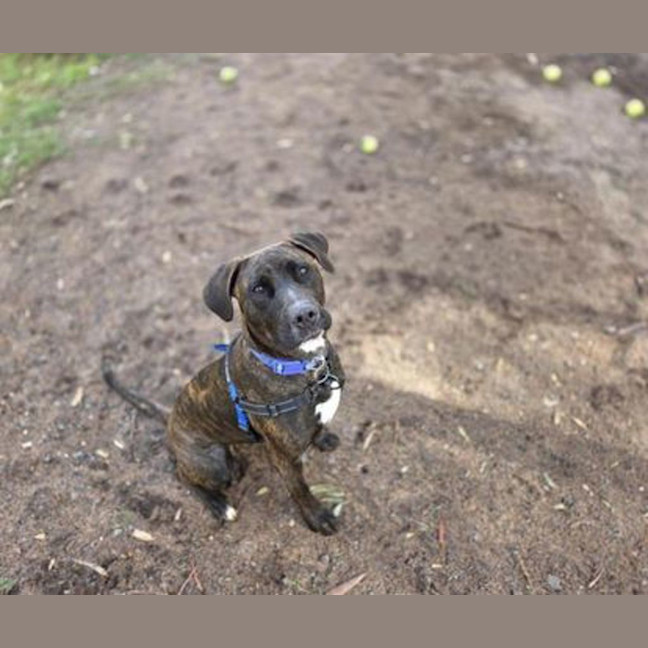 Photo of Lady Whistledown