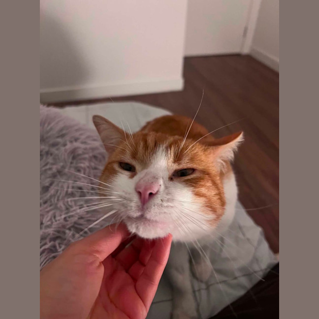 Photo of Ronald Weasley