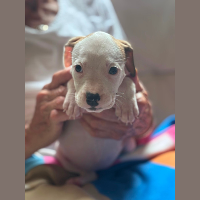Photo of Cookie
