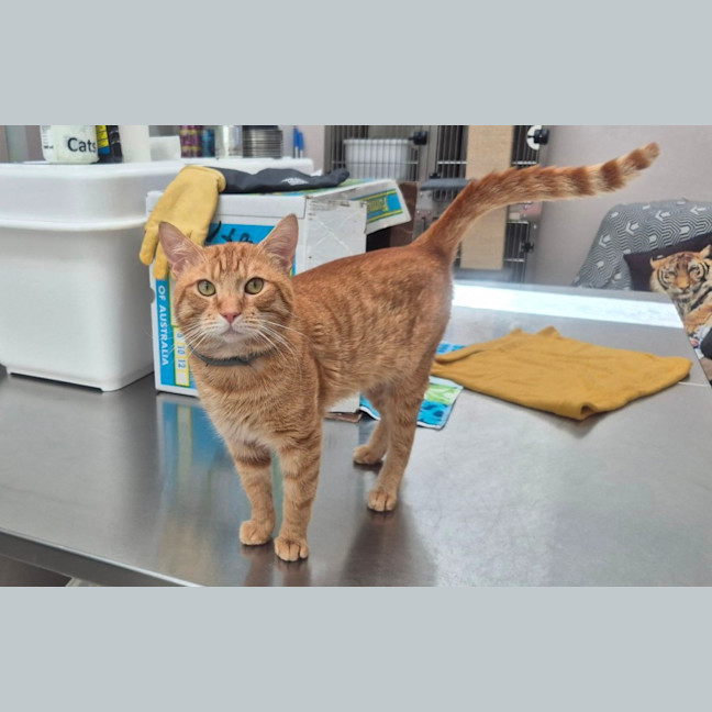 Photo of Tommy (9977)