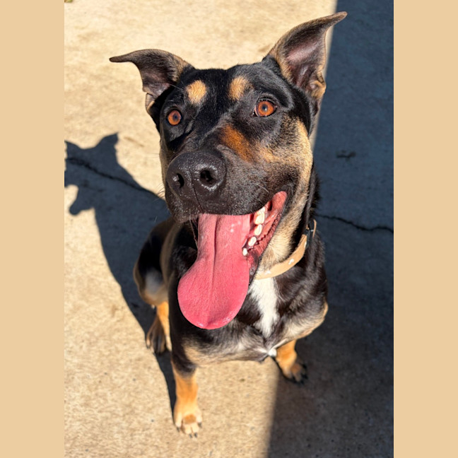 Photo of Rambo