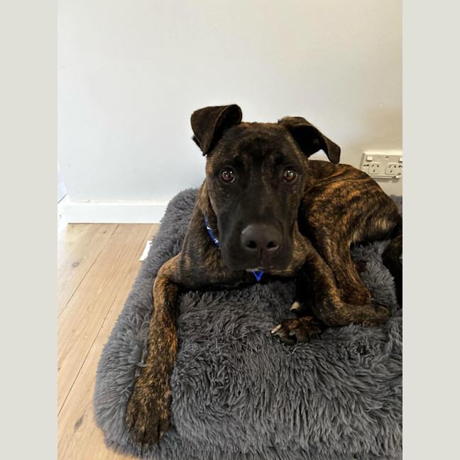 Photo of Caesar   1 Year Old Mastiff X