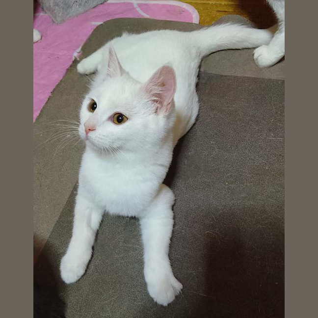 Photo of Ghost
