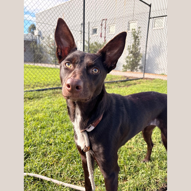 Photo of Ruby