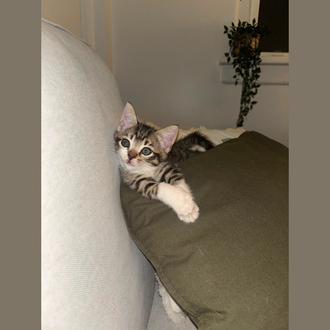 Photo of Albi & Atlas 