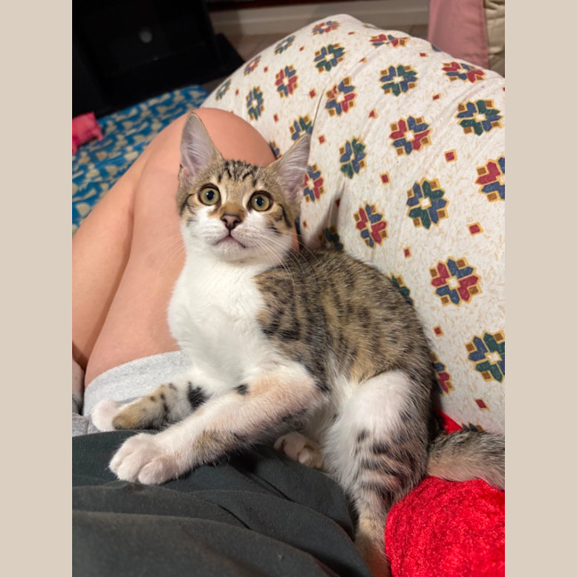 Photo of Dennis (The Menace)