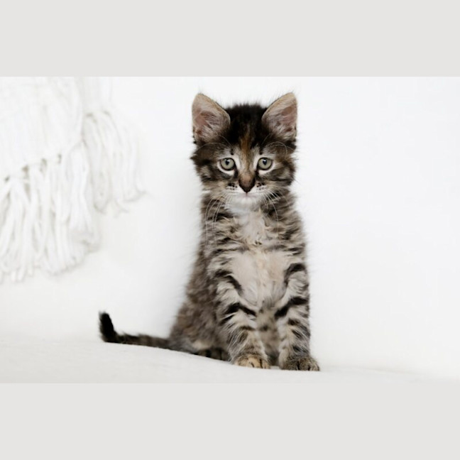Photo of Octavia