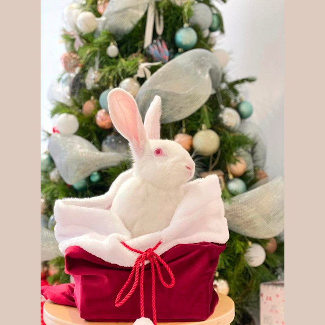 Photo of Minnie Driver