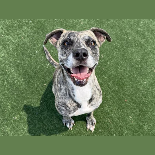 Photo of Mini Imp 205