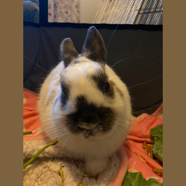 Photo of Scooter And Ivy 