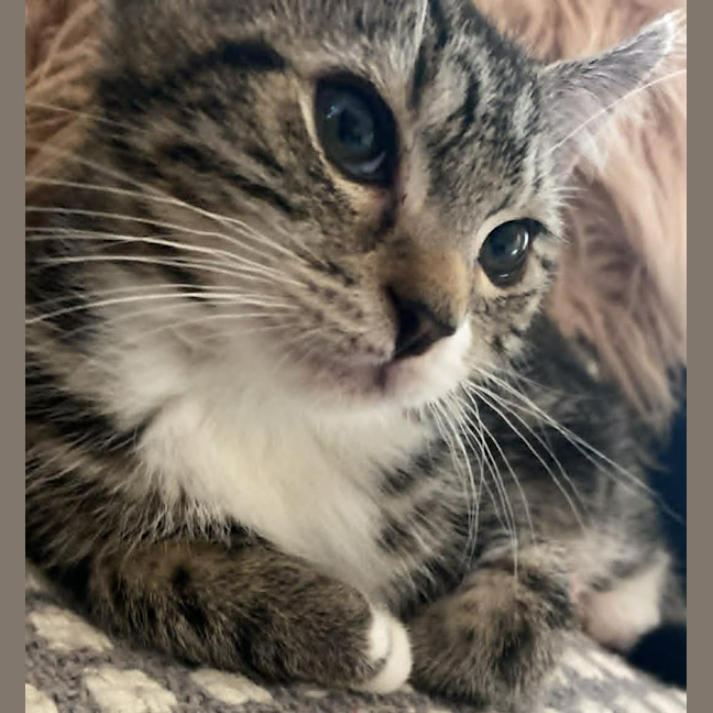 Photo of 🐾 Apollo 🐾