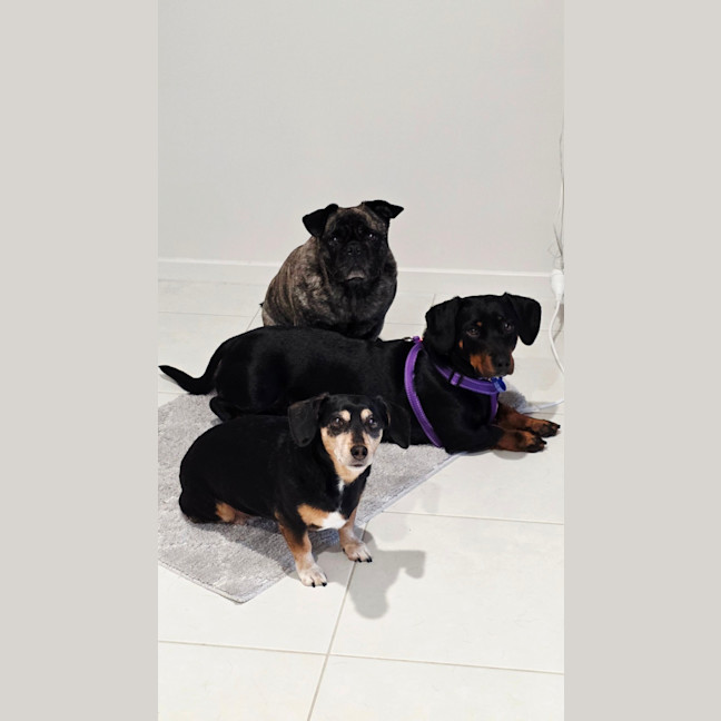 Photo of Kip   2 Year Old Cattle Dog X Dachshund