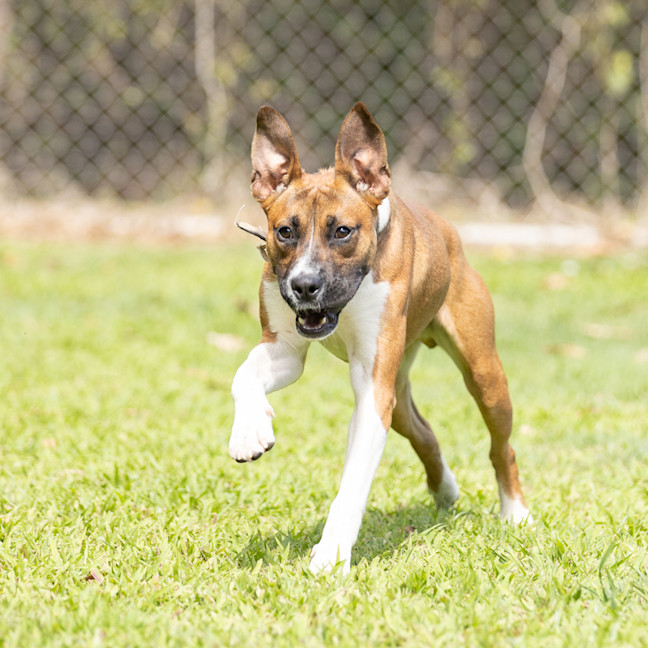 Photo of Buster
