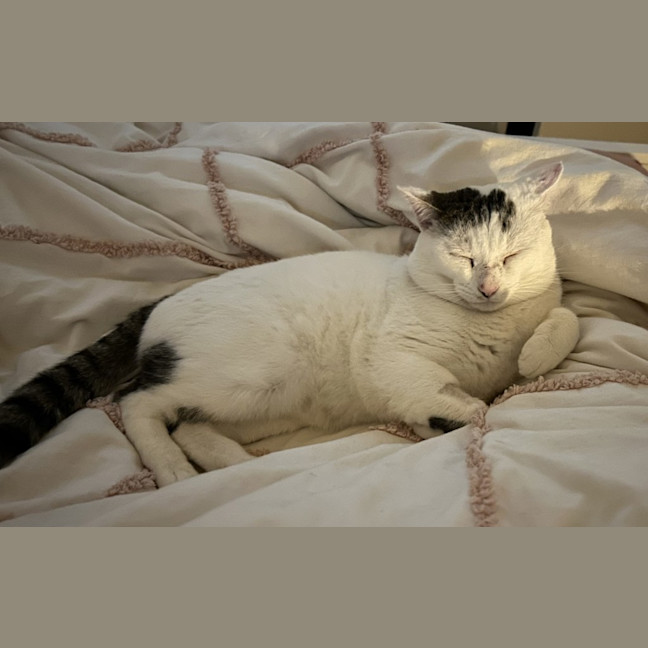 Photo of Squish