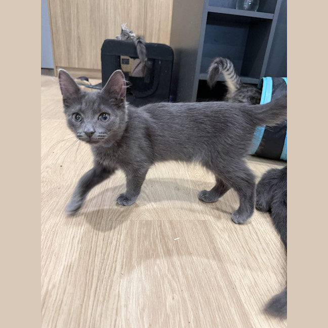 Photo of Milo
