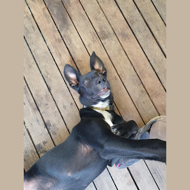 Photo of Rover