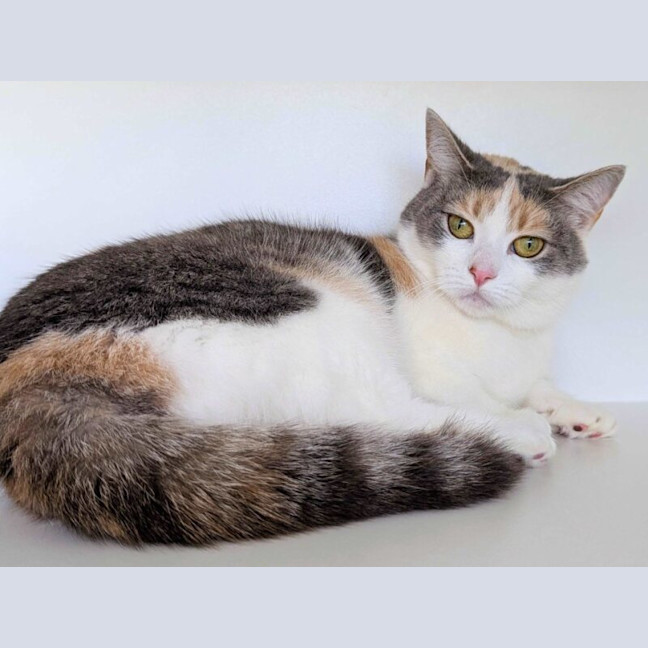 Photo of Cinnamon